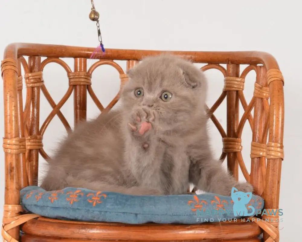 Daina Scottish Fold female lilac live animals