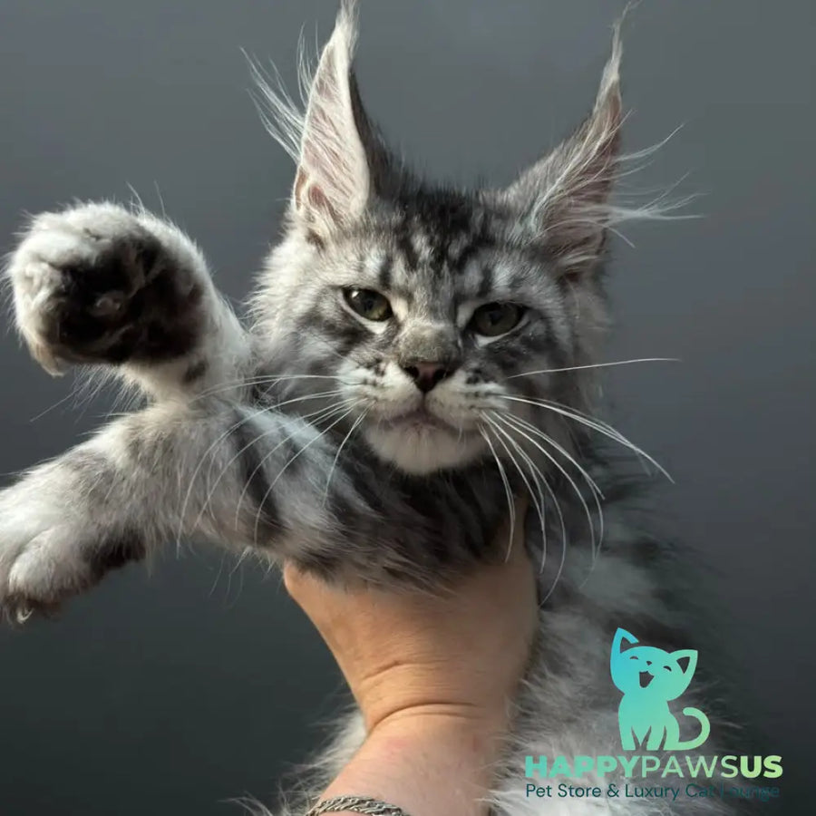 Daiquiri Maine Coon male black silver spotted tabby - live animals