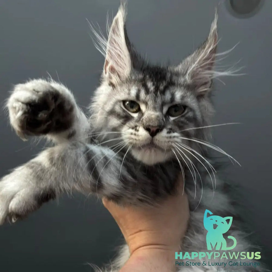 Daiquiri Maine Coon male black silver spotted tabby - live animals