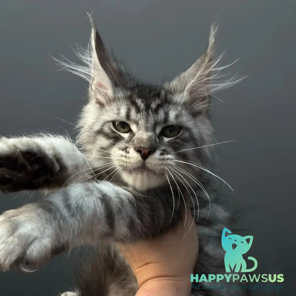 Daiquiri Maine Coon male black silver spotted tabby - live animals