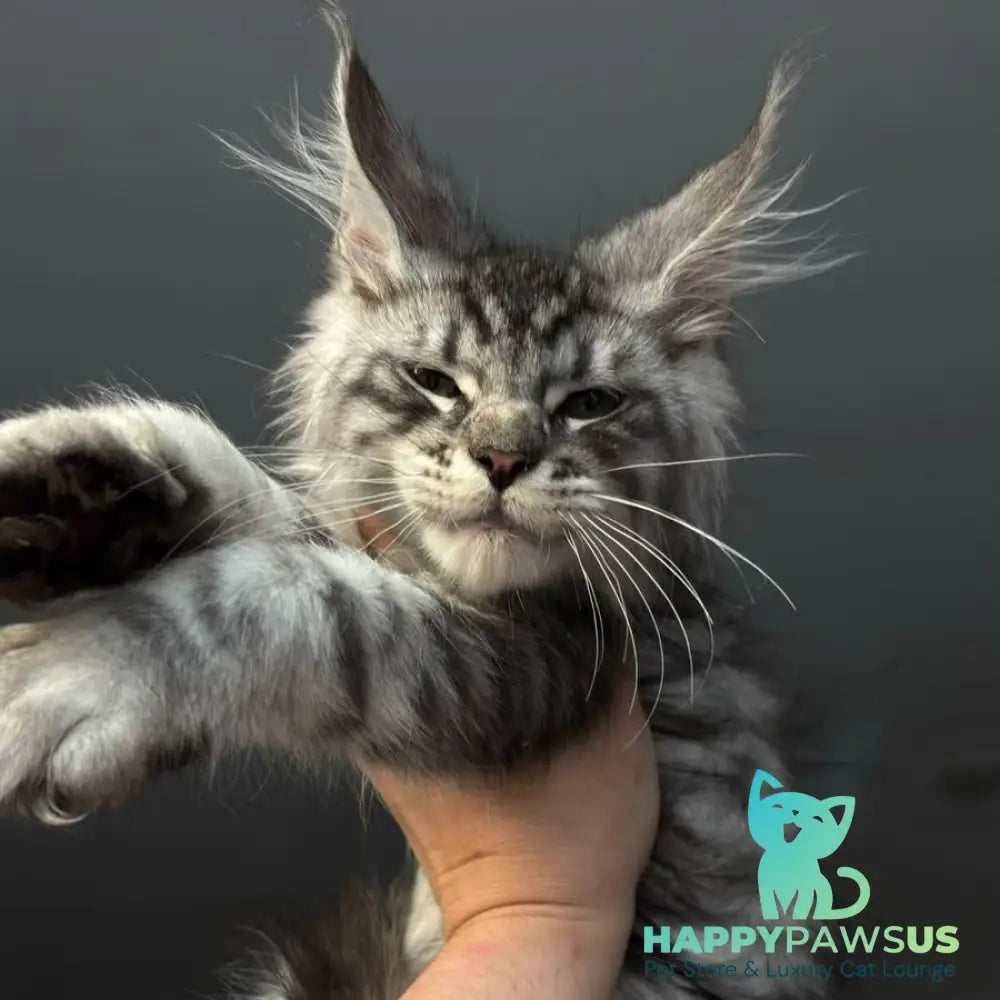 Daiquiri Maine Coon male black silver spotted tabby - live animals