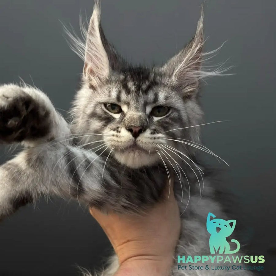 Daiquiri Maine Coon male black silver spotted tabby - live animals