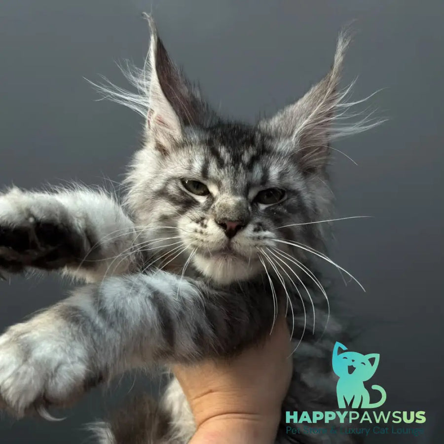 Daiquiri Maine Coon male black silver spotted tabby - live animals