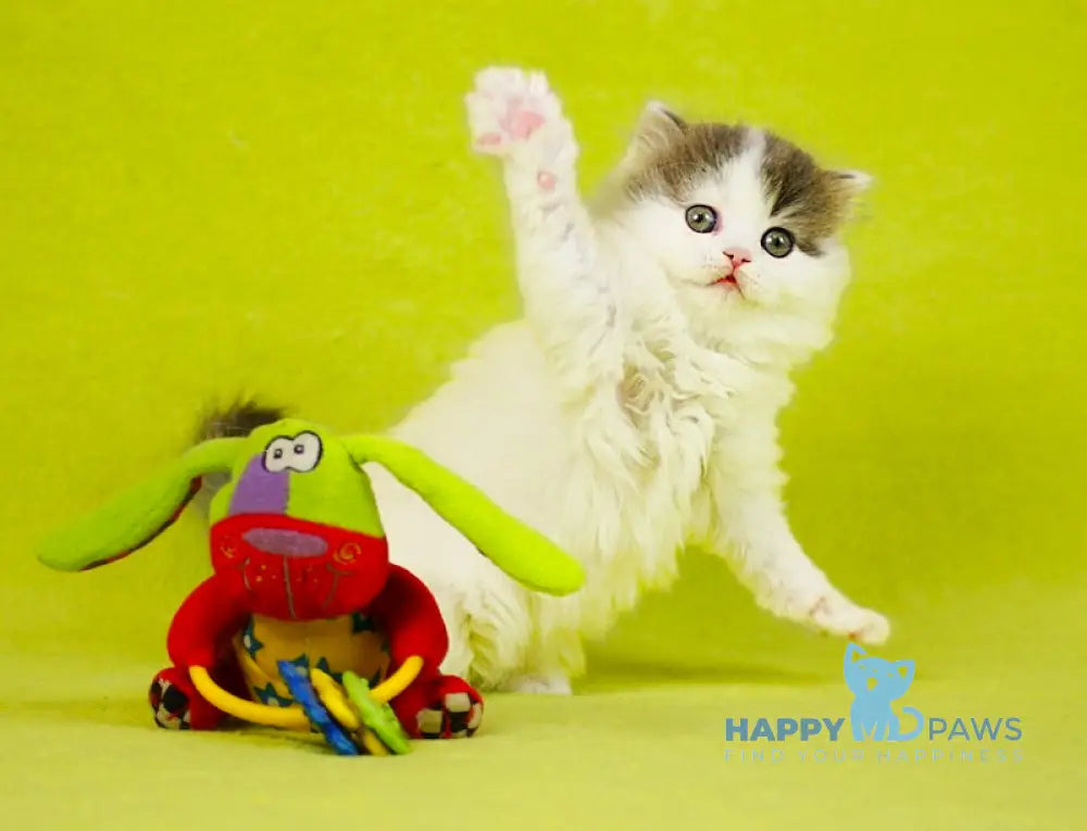Daiquiri Scottish Straight female blue van tabby live animals