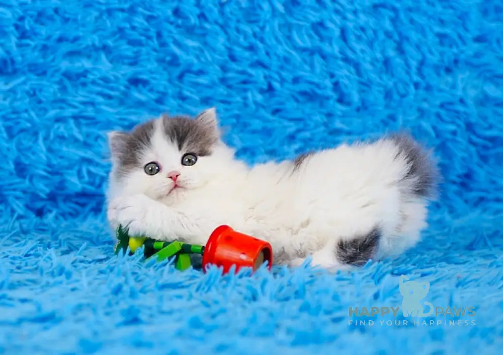 Daiquiri Scottish Straight female blue van tabby live animals
