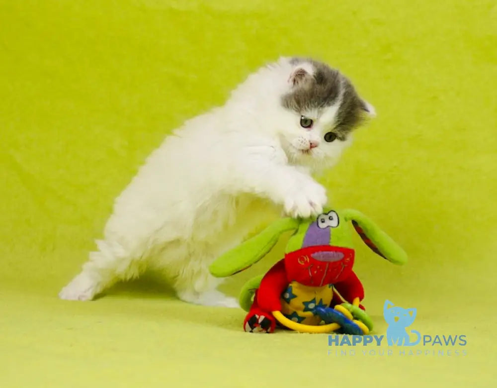 Daiquiri Scottish Straight female blue van tabby live animals