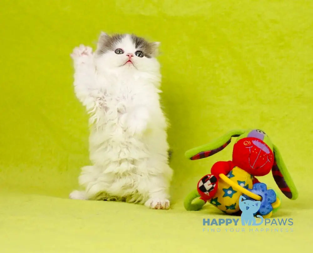 Daiquiri Scottish Straight female blue van tabby live animals