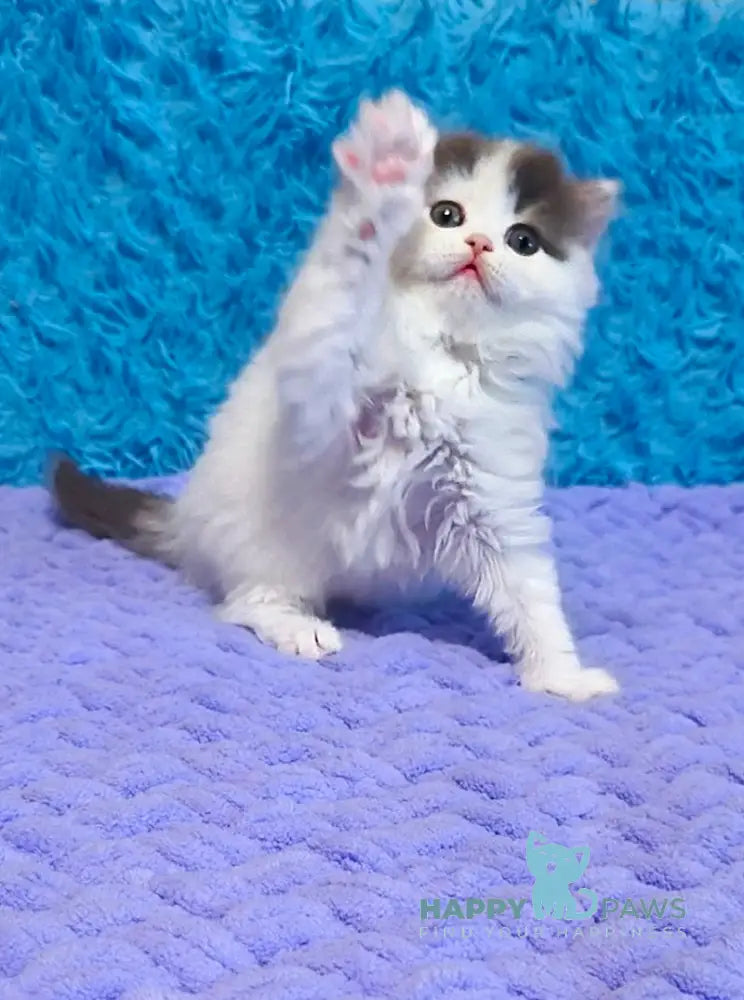 Daiquiri Scottish Straight female blue van tabby live animals