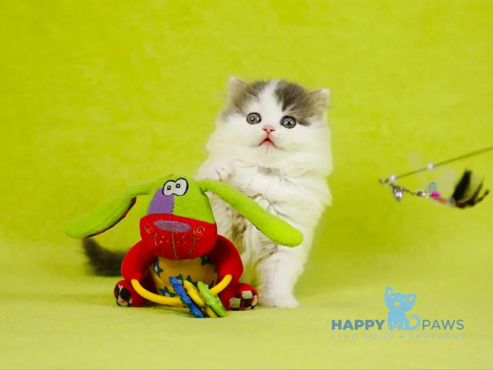 Daiquiri Scottish Straight female blue van tabby live animals