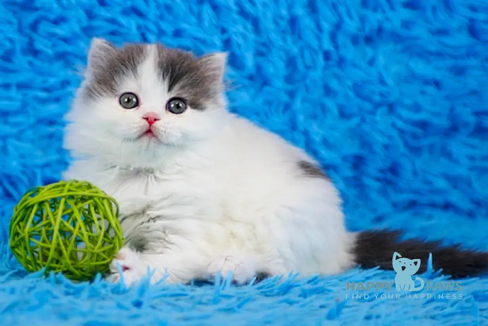 Daiquiri Scottish Straight female blue van tabby live animals