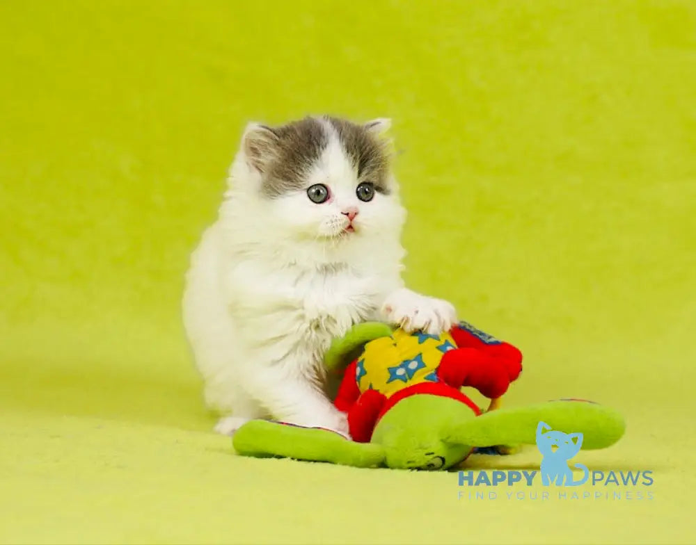 Daiquiri Scottish Straight female blue van tabby live animals