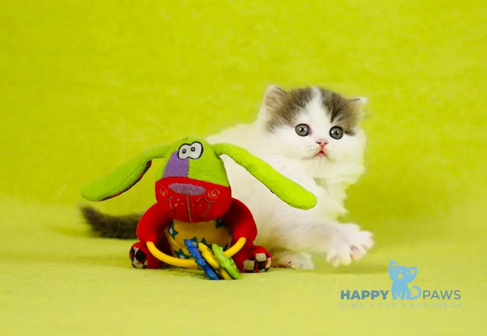 Daiquiri Scottish Straight female blue van tabby live animals