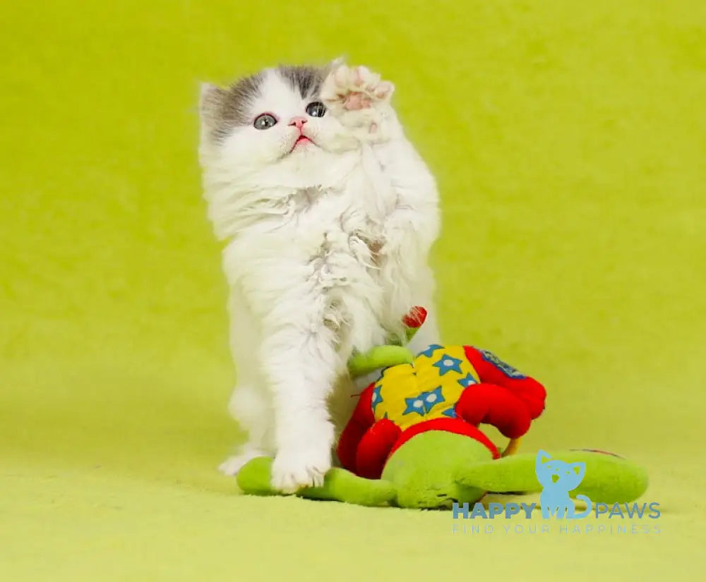 Daiquiri Scottish Straight female blue van tabby live animals
