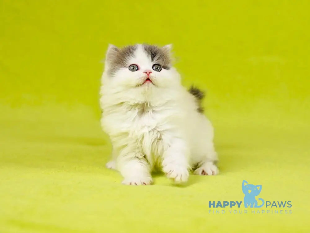 Daiquiri Scottish Straight female blue van tabby live animals