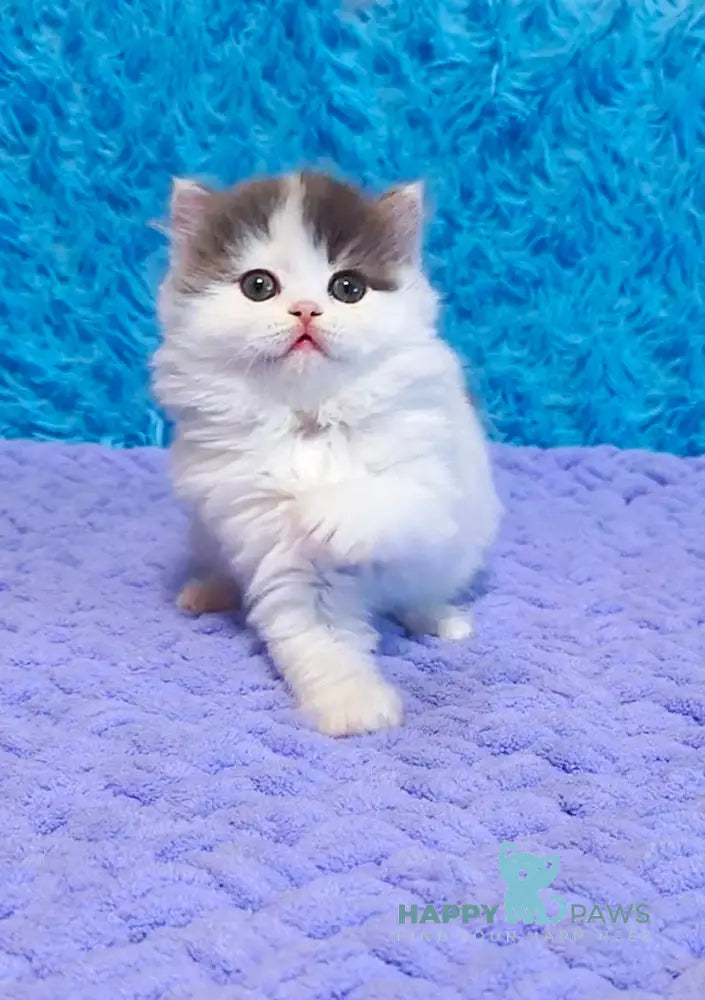 Daiquiri Scottish Straight female blue van tabby live animals