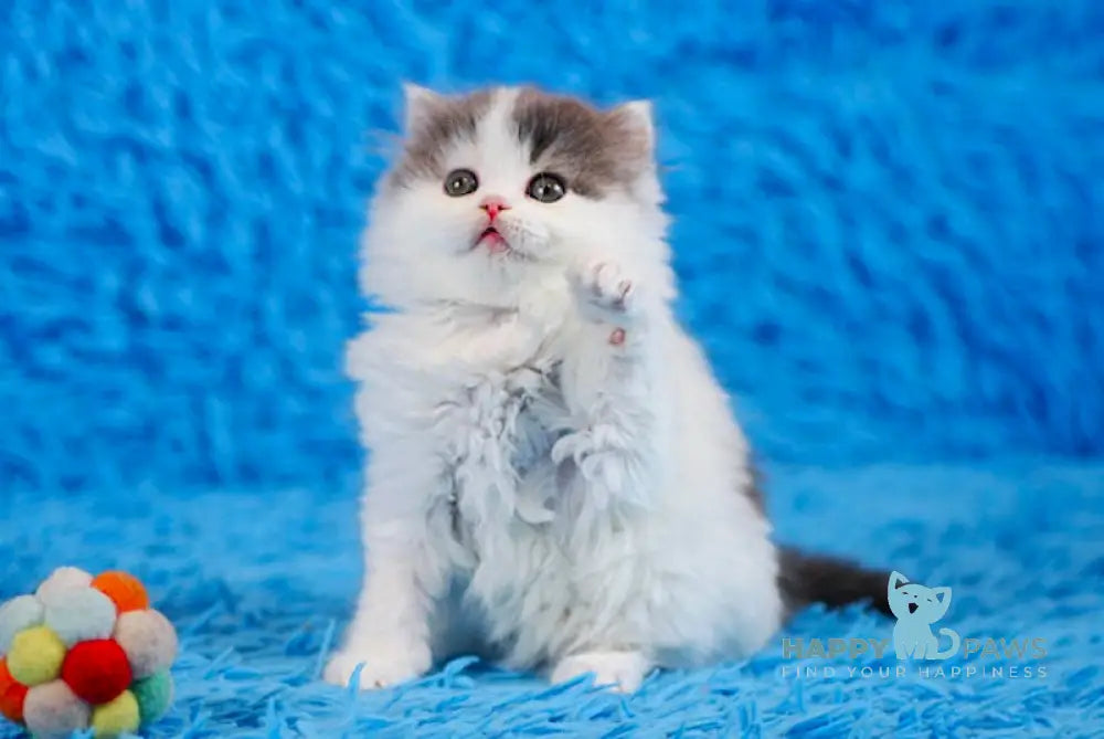 Daiquiri Scottish Straight female blue van tabby live animals