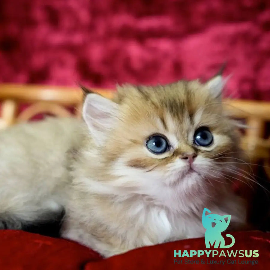 Daisy British Longhair female black golden ticked tabby - live animals