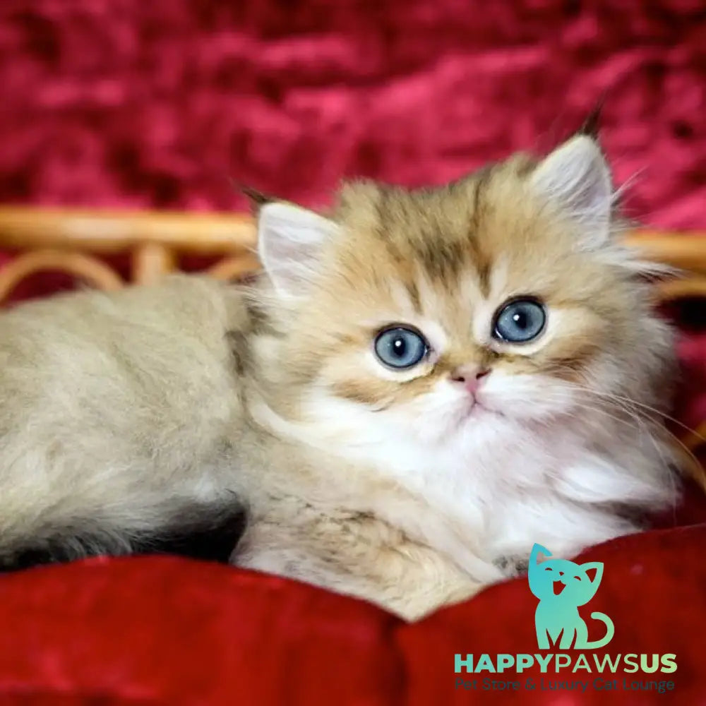 Daisy British Longhair female black golden ticked tabby - live animals