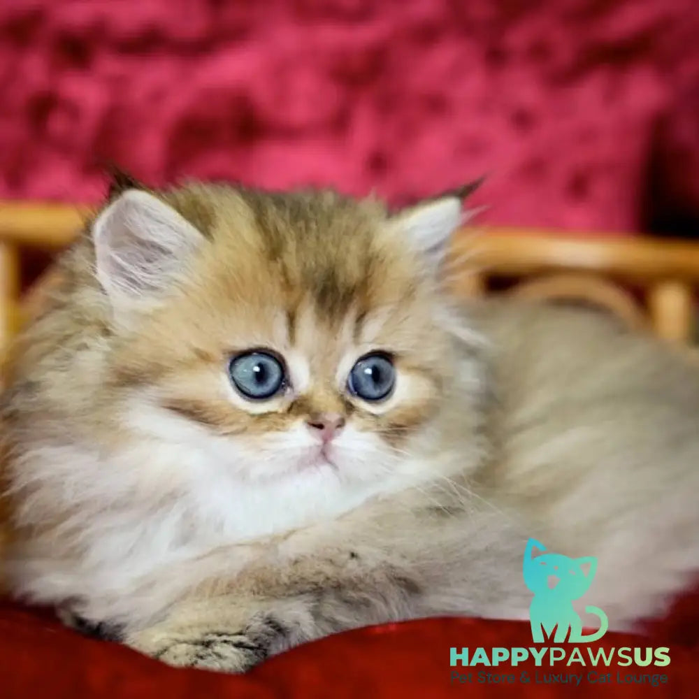 Daisy British Longhair female black golden ticked tabby - live animals