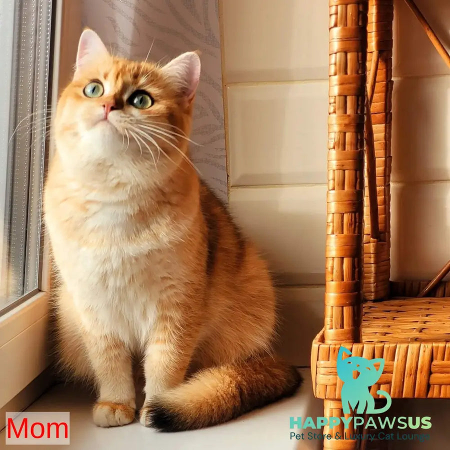 Daisy British Longhair female black golden ticked tabby - live animals