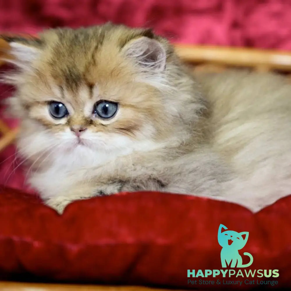 Daisy British Longhair female black golden ticked tabby - live animals