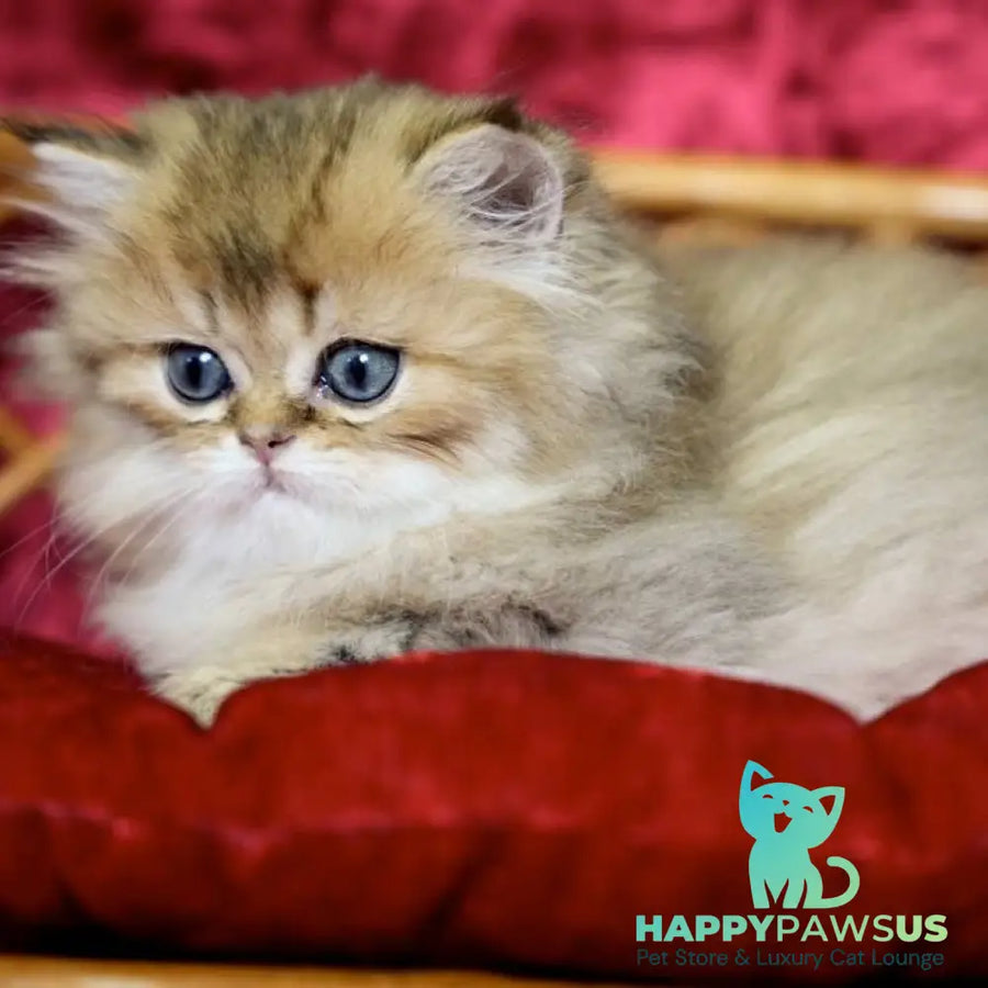 Daisy British Longhair female black golden ticked tabby - live animals