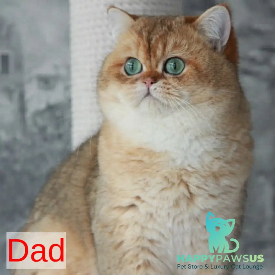 Daisy British Longhair female black golden ticked tabby - live animals