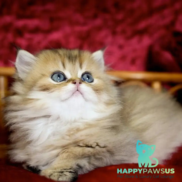 Daisy British Longhair female black golden ticked tabby - live animals