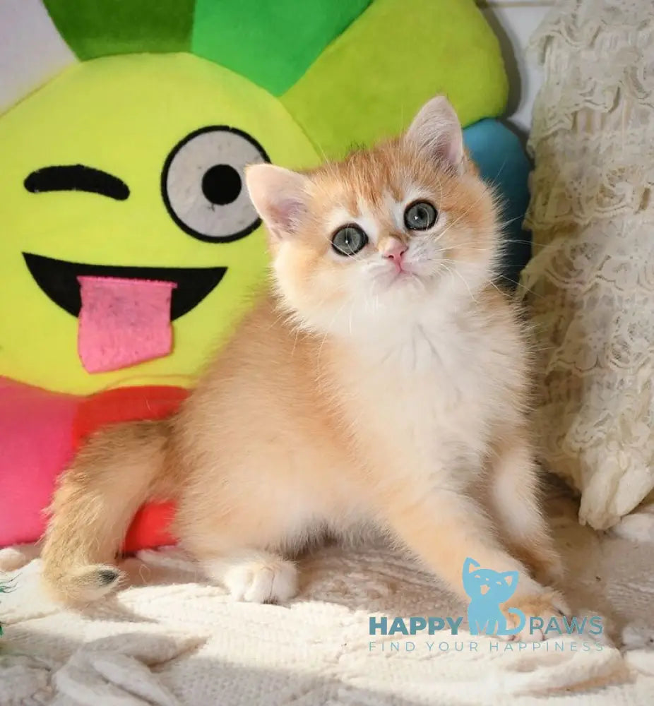 Daisy British Shorthair female black golden chinchilla live animals