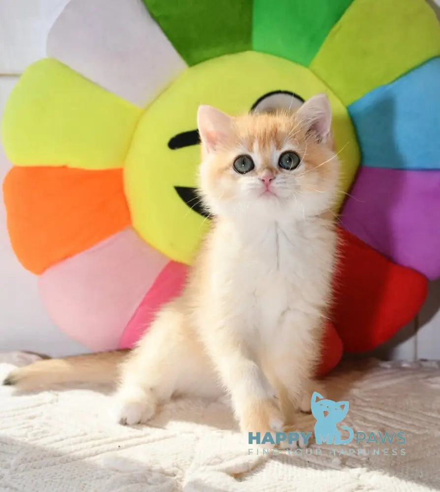 Daisy British Shorthair female black golden chinchilla live animals