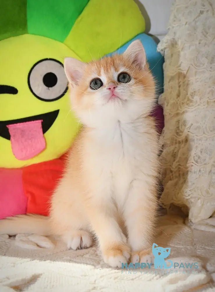 Daisy British Shorthair female black golden chinchilla live animals