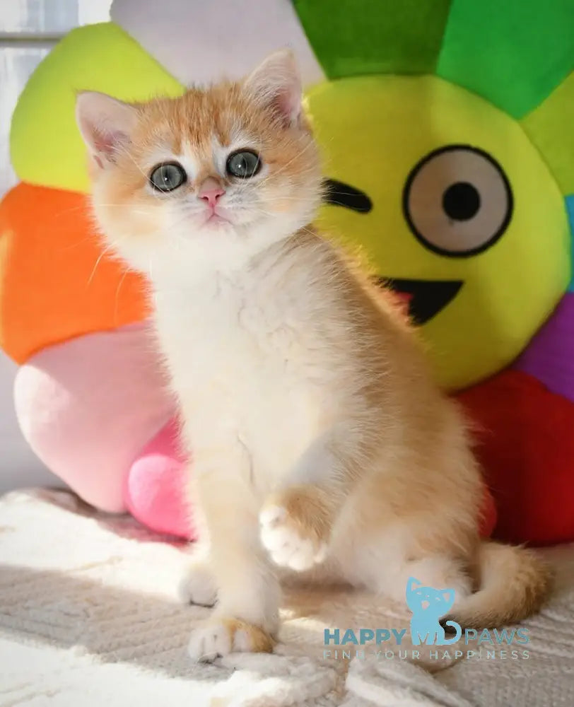 Daisy British Shorthair female black golden chinchilla live animals