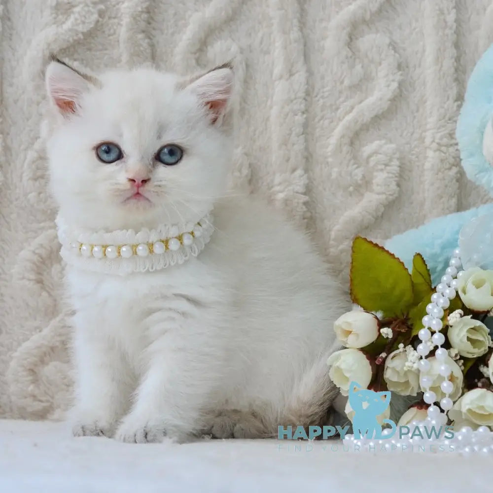 Daisy British Shorthair female black golden tabby pointed live animals
