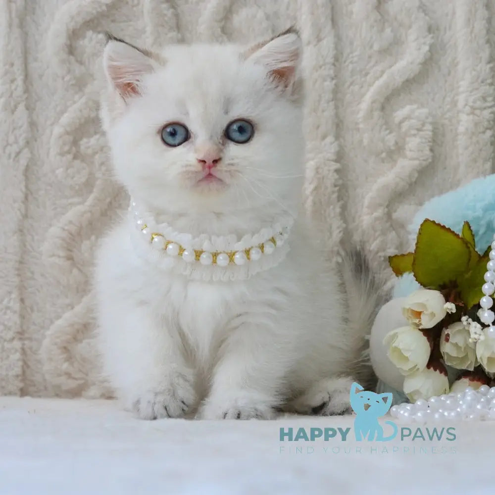 Daisy British Shorthair female black golden tabby pointed live animals