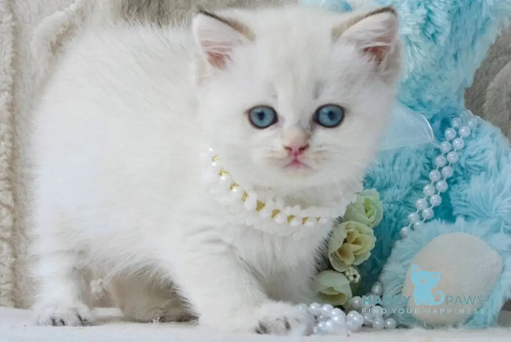 Daisy British Shorthair female black golden tabby pointed live animals