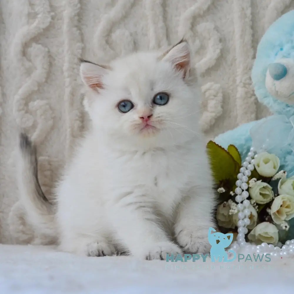 Daisy British Shorthair female black golden tabby pointed live animals