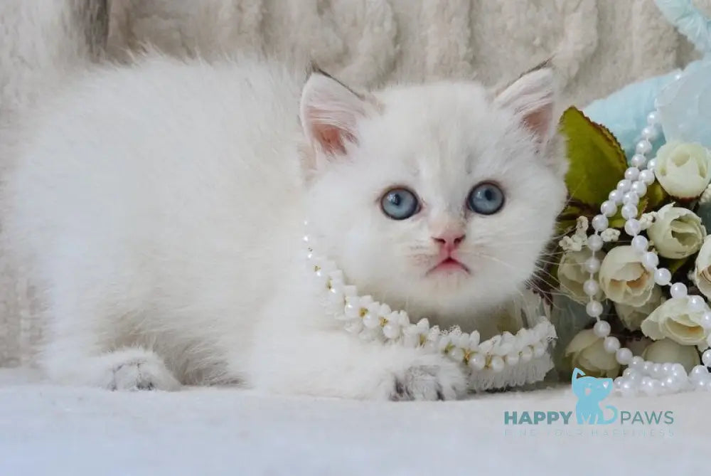 Daisy British Shorthair female black golden tabby pointed live animals