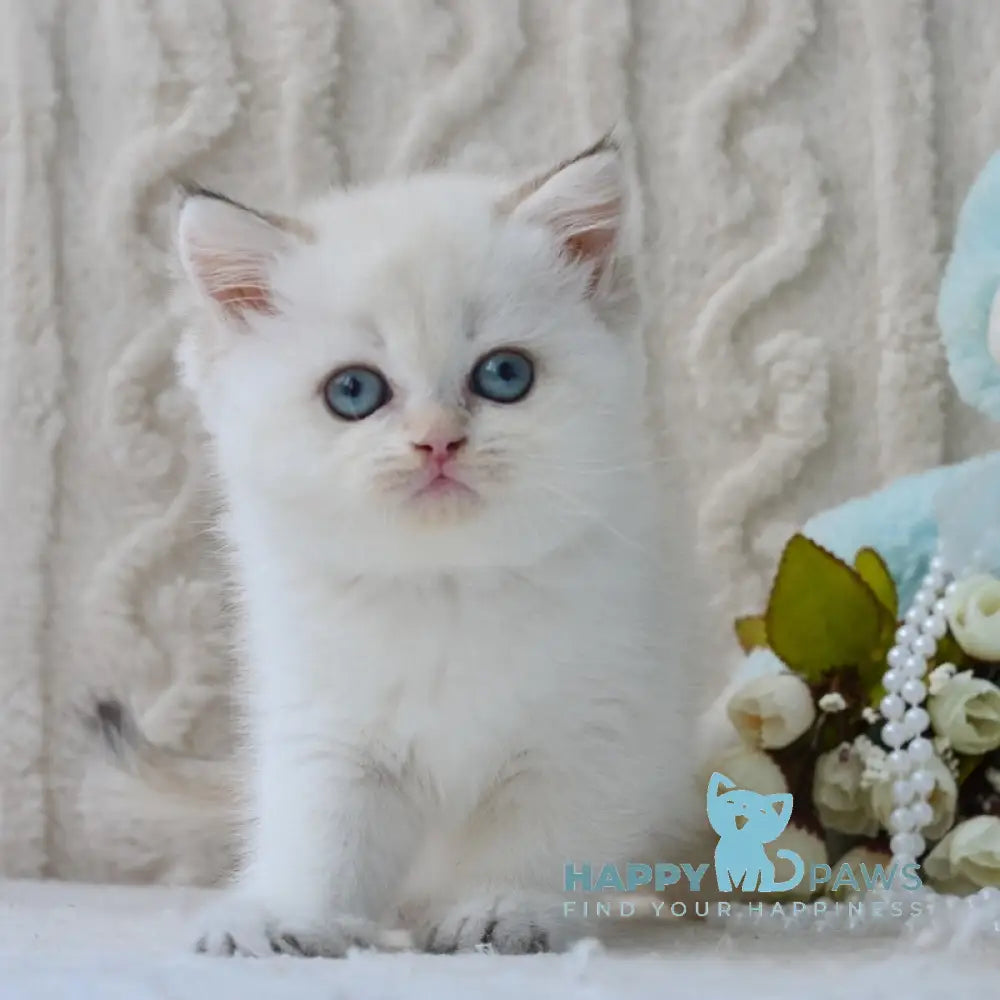 Daisy British Shorthair female black golden tabby pointed live animals