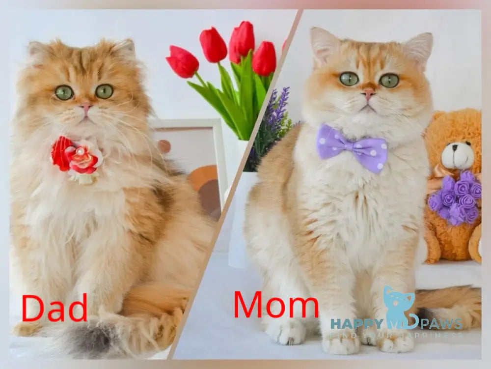 Daisy British Shorthair female black golden tabby pointed live animals