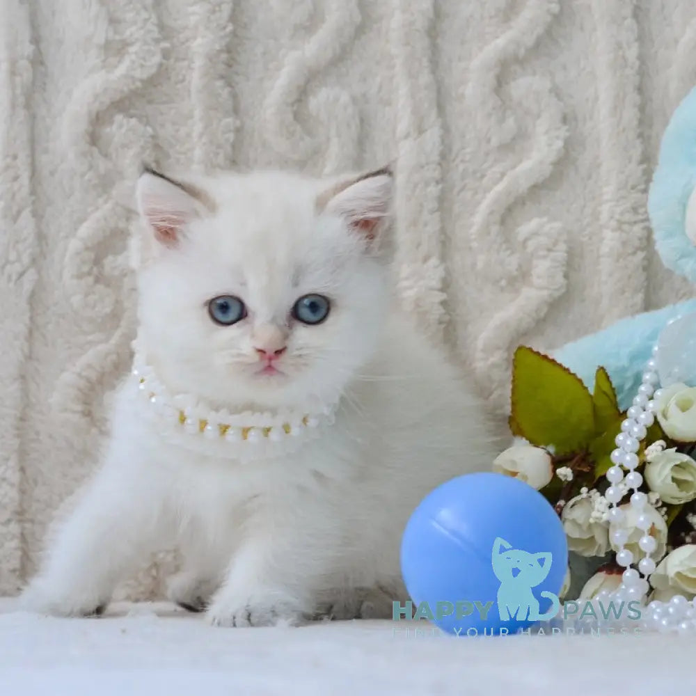 Daisy British Shorthair female black golden tabby pointed live animals