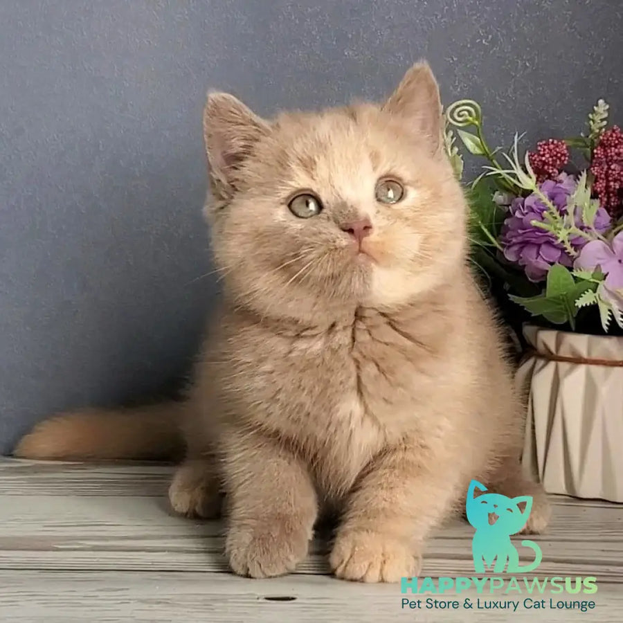 Daisy British Shorthair female lilac tortie - live animals