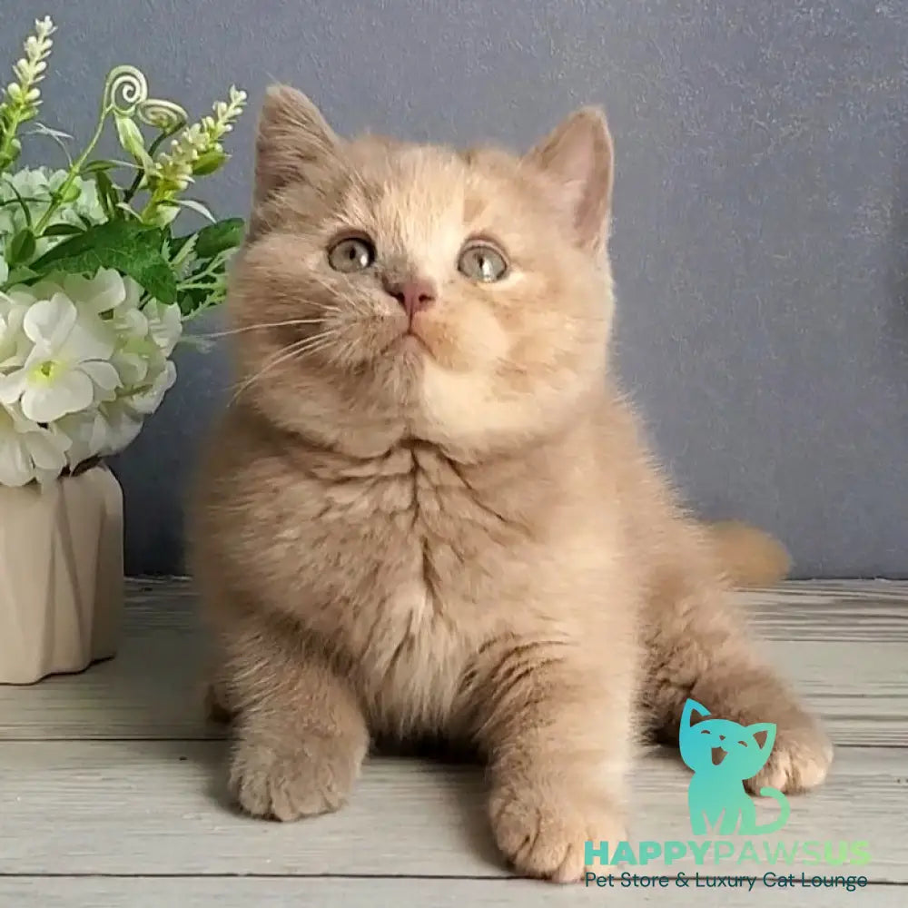 Daisy British Shorthair female lilac tortie - live animals