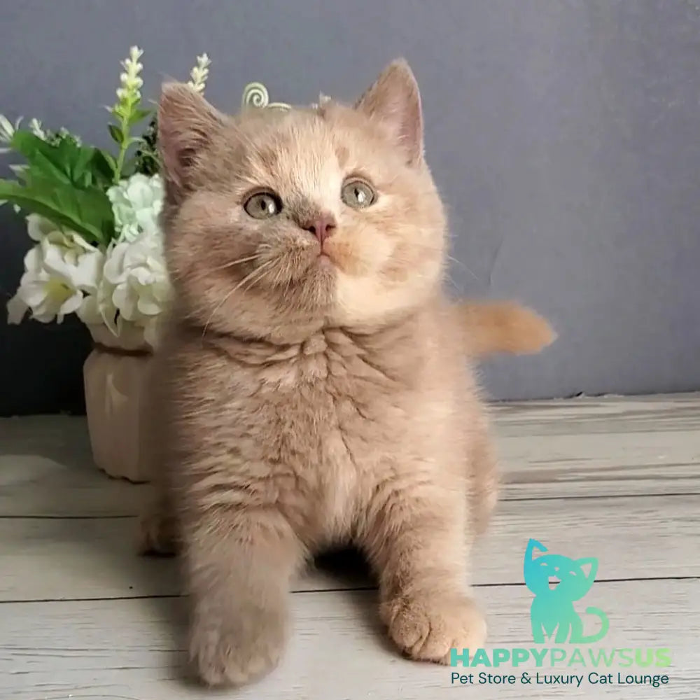 Daisy British Shorthair female lilac tortie - live animals