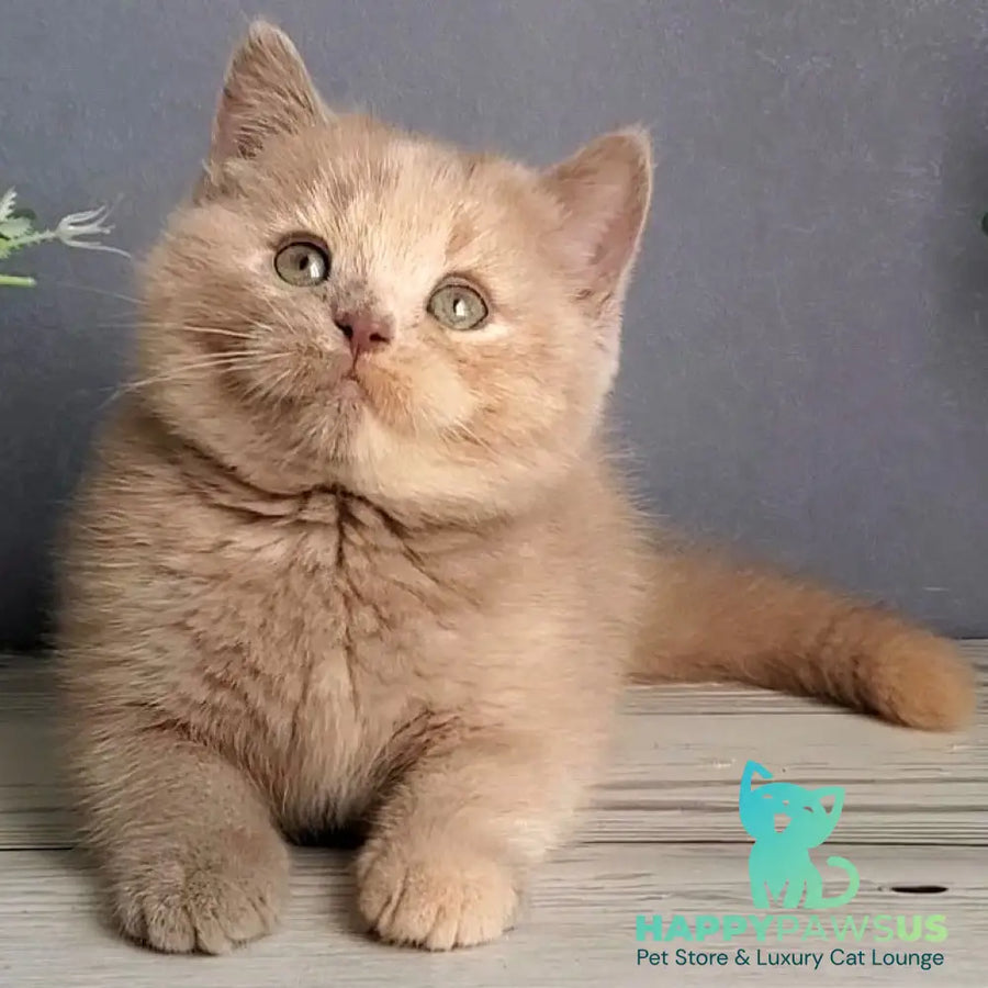 Daisy British Shorthair female lilac tortie - live animals