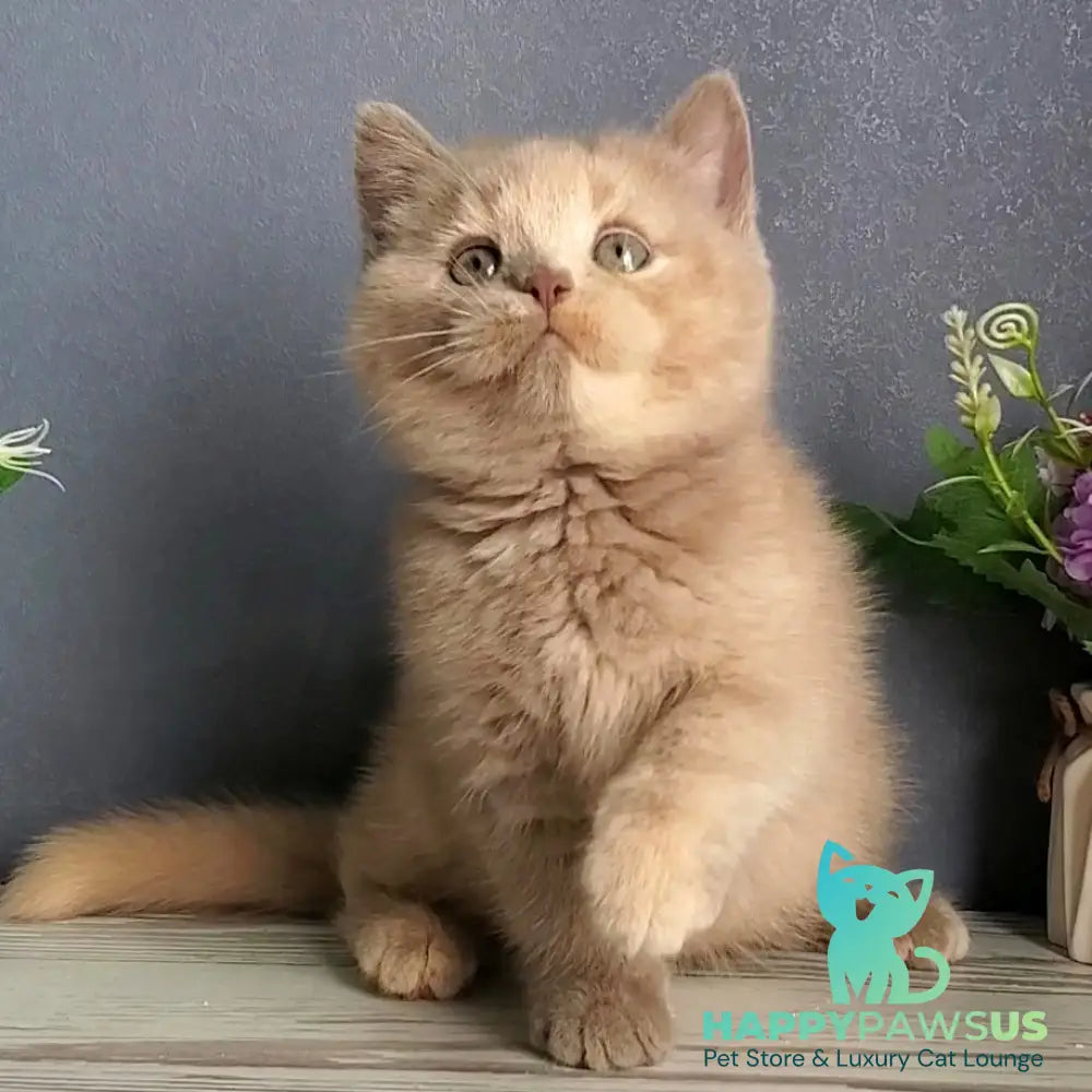 Daisy British Shorthair female lilac tortie - live animals