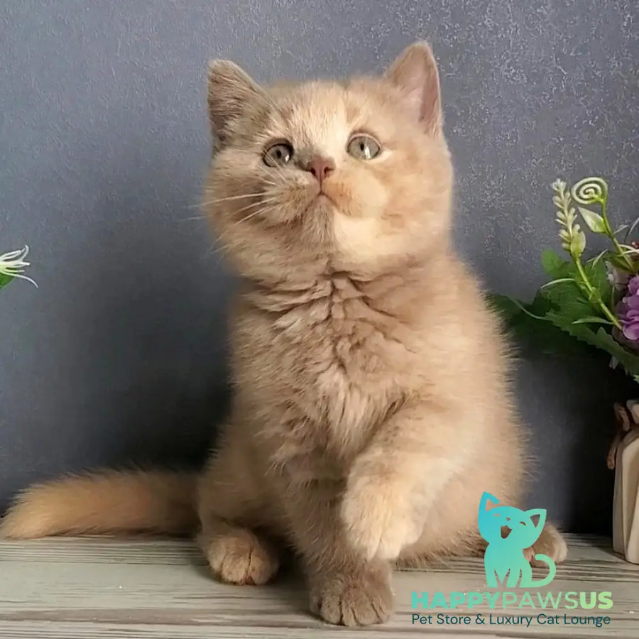 Daisy British Shorthair female lilac tortie - live animals