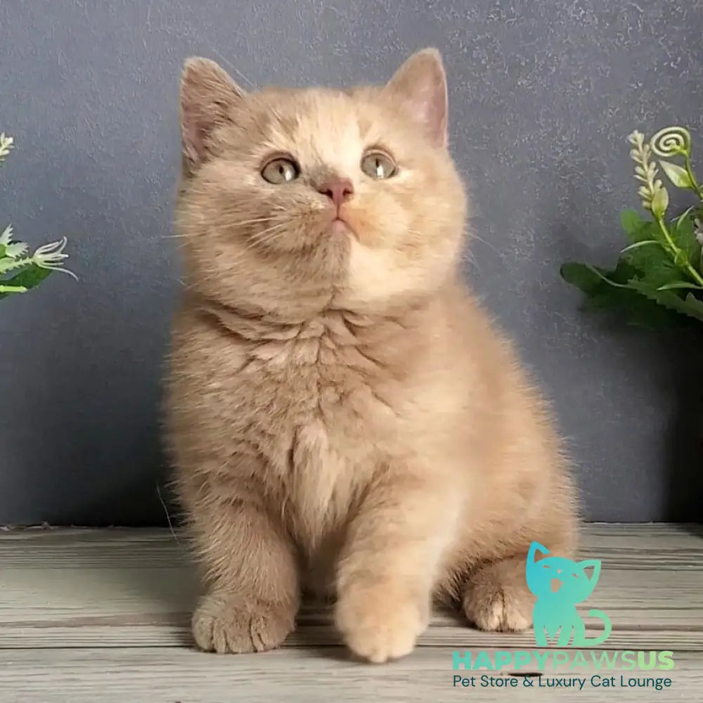 Daisy British Shorthair female lilac tortie - live animals