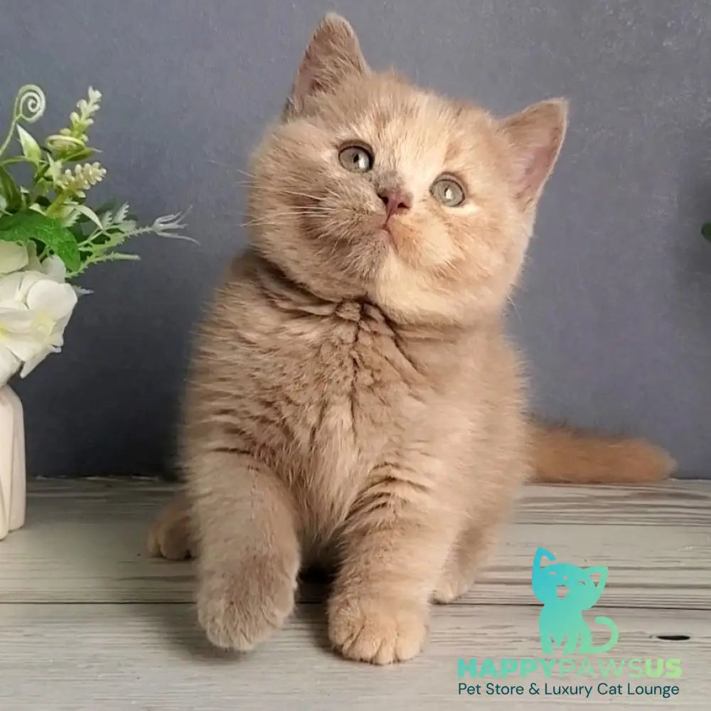 Daisy British Shorthair female lilac tortie - live animals