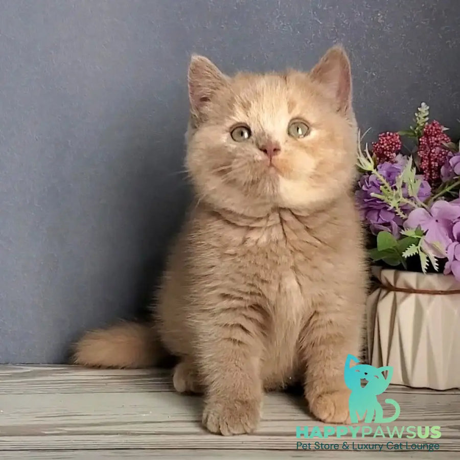 Daisy British Shorthair female lilac tortie - live animals