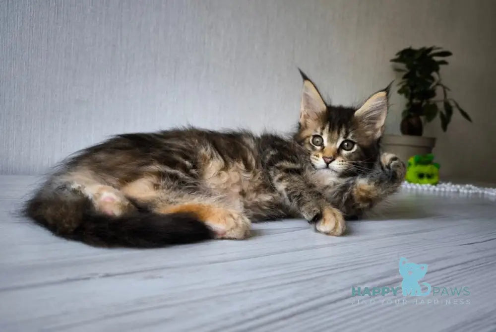 Daisy Maine Coon female black tortie tabby live animals